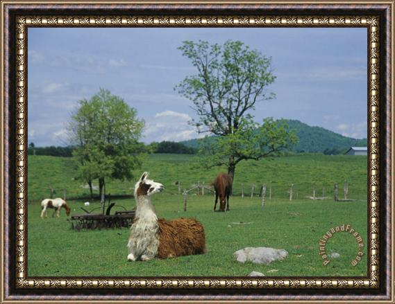 Raymond Gehman Llama Resting in a Field Near Grazing Horses Framed Painting