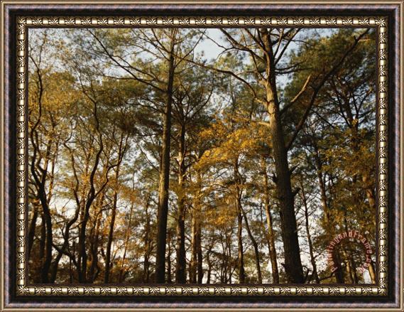 Raymond Gehman Loblolly Pines And Other Trees in a Maritime Forest Framed Painting