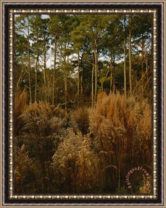 Raymond Gehman Loblolly Pines And Tall Grasses in a Maritime Forest Framed Painting