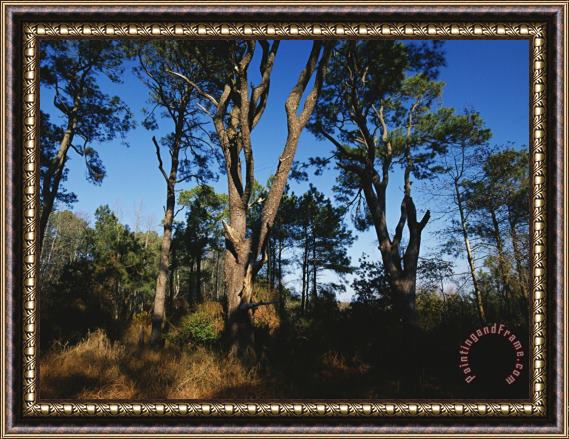 Raymond Gehman Loblolly Pines And Wax Myrtles on The Woodland Trail Framed Print