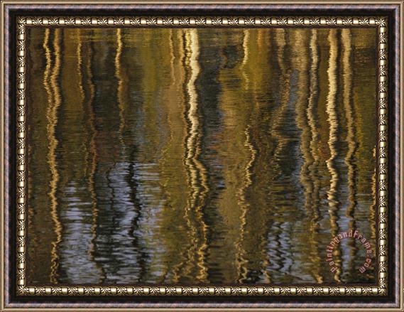 Raymond Gehman Lodgepole Pine Tree Reflections Yellowstone Lake Framed Painting