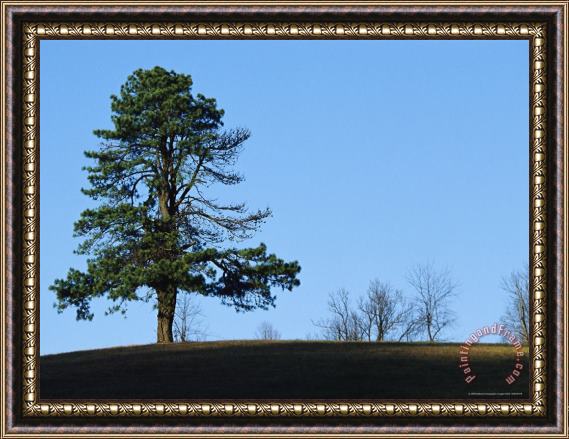 Raymond Gehman Lone Pine Tree on The Crest of a Hill Framed Print