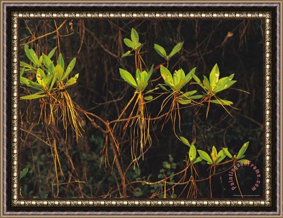 Raymond Gehman Longleaf Pine Needles Hanging Off Bright Green Bay Tree Leaves Framed Print