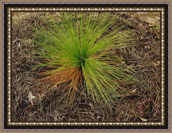 Raymond Gehman Longleaf Pine Seedling in a Bed of Fallen Needles Lake Waccamaw Is The Worlds Largest Carolina Bay Framed Print