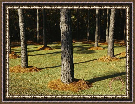 Raymond Gehman Longleaf Pine Trees Mulched with Pine Needles Along Interstate 95 Framed Print