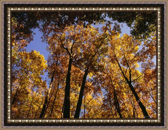 Raymond Gehman Looking Up Into a Stand of Trees in Autumn Hues at a Picnic Area Framed Painting