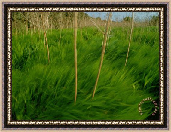 Raymond Gehman Lush Green Grasses Blow in The Wind Framed Print