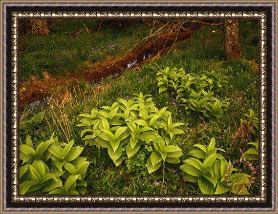 Raymond Gehman Lush Hellebore Plants Growing Near a Small Ditch Framed Painting