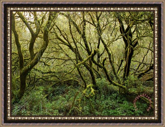 Raymond Gehman Lush Trees in Butanos State Park California Framed Painting