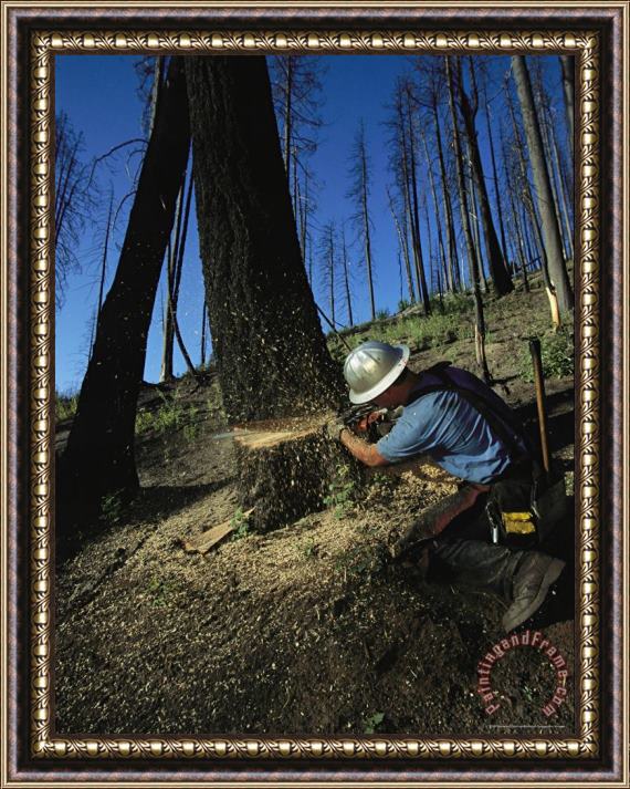 Raymond Gehman Man Uses a Chain Saw to Cut Down a Burnt Tree Framed Print