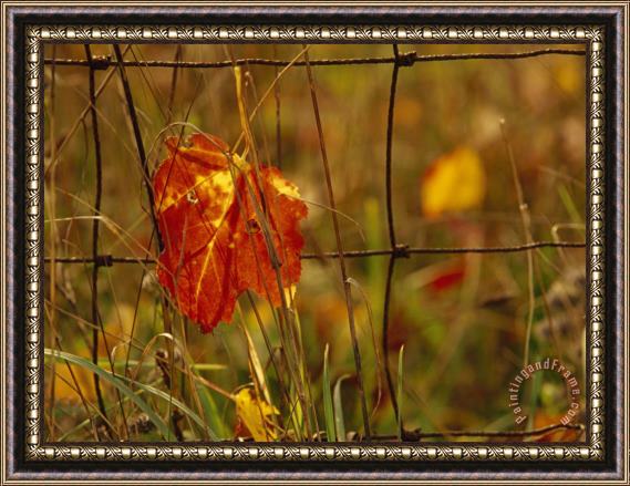 Raymond Gehman Maple Leaf in Autumn Hues Caught in a Farmer S Wire Fence Framed Painting