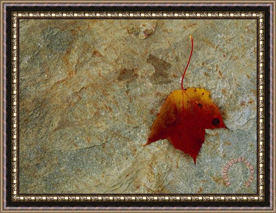 Raymond Gehman Maple Leaf on a Rock in The Fall Framed Painting
