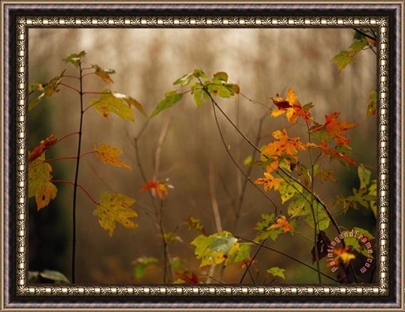 Raymond Gehman Maple Saplings with Hints of Autumn Color Framed Painting