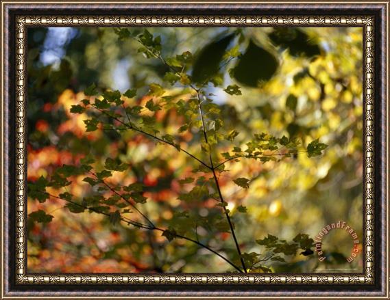 Raymond Gehman Maple Tree Branch with Green Leaves with Autumn Hued Leaves in Back Framed Painting
