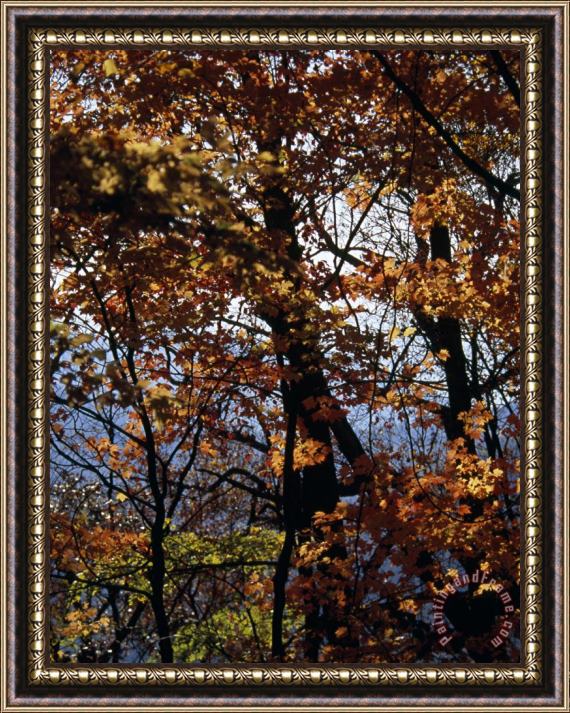 Raymond Gehman Maple Tree in Autumn Hues Framed Painting