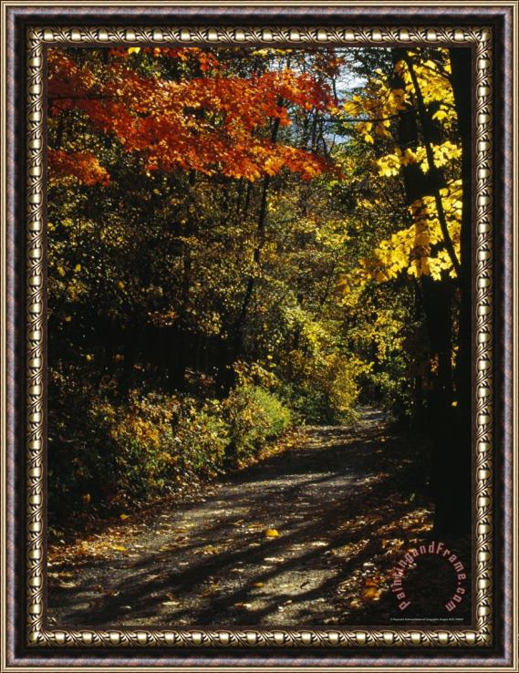 Raymond Gehman Maple Trees Along The Roy Gap Road Trail Framed Print