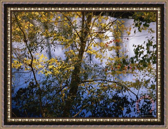 Raymond Gehman Maple Trees in Autumn Colors Along The Dismal Swamp Canal Framed Print