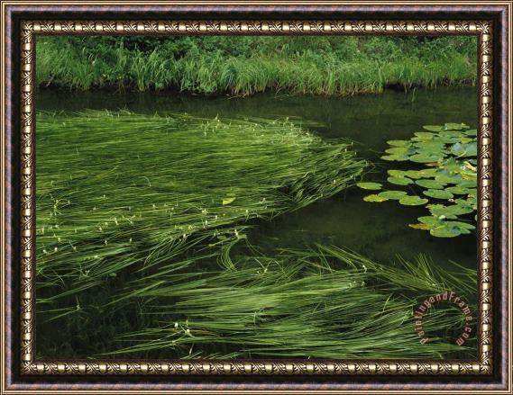 Raymond Gehman Marsh Grasses And Pond Lilies Isa Lake on The Continental Divide Framed Print