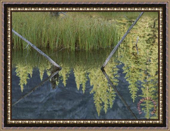 Raymond Gehman Marshland Near The Bow River Framed Painting