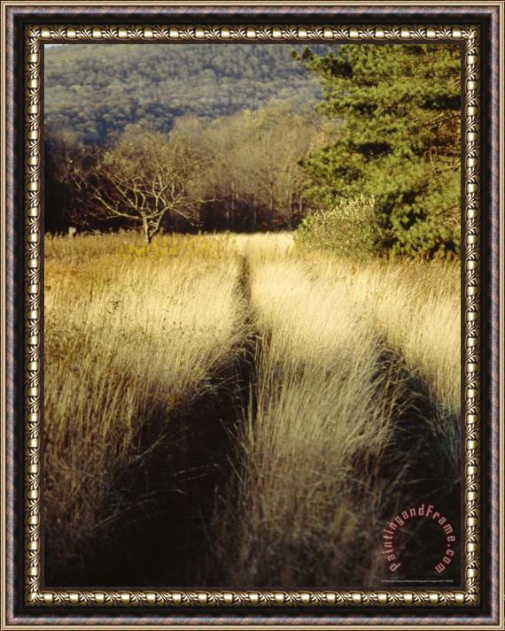 Raymond Gehman Meadow Grass in The Cranberry Glades Botanical Area in Autumn Framed Print