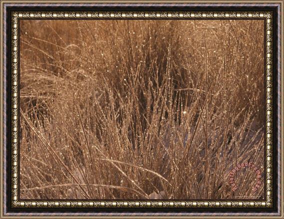 Raymond Gehman Meadow Sedges And Morning Frost Yellowstone National Park Wyoming Framed Painting