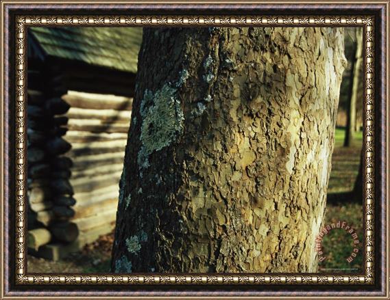 Raymond Gehman Miller Cabin Behind a Moss Covered Trunk of a Large Sycamore Tree Framed Print