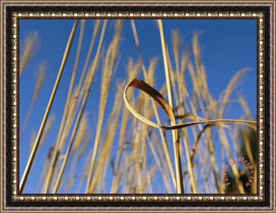 Raymond Gehman Miscanthus Or Chinese Silver Grass Against a Blue Sky Framed Print