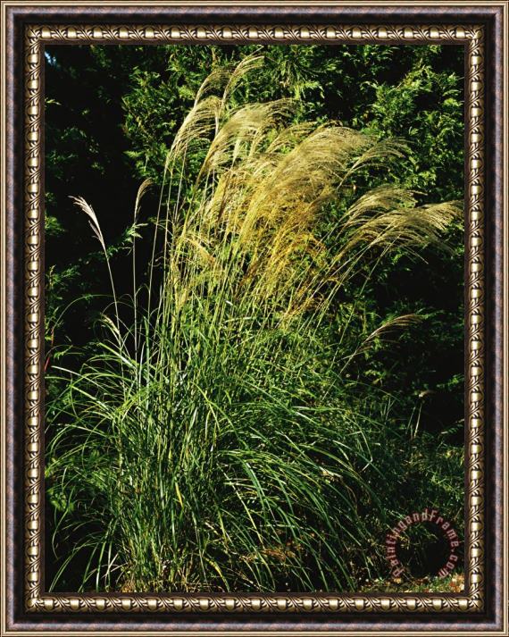 Raymond Gehman Miscanthus Or Chinese Silver Grass Framed Painting