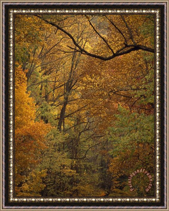 Raymond Gehman Mixed Hardwood Forest in Autumn Hues Framed Painting