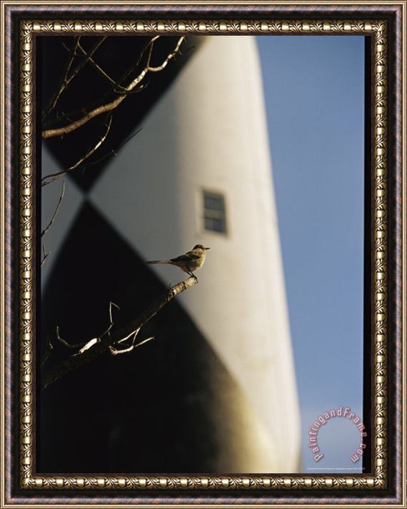 Raymond Gehman Mockingbird on a Tree Branch Near The Cape Lookout Lighthouse Framed Print