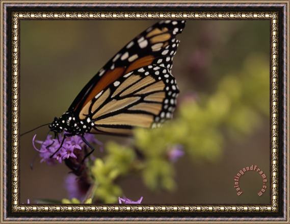 Raymond Gehman Monarch Butterfly Sipping Nectar From a Wildflower Framed Print