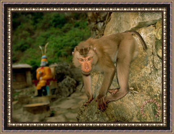 Raymond Gehman Monkey at Baiyu Cavern Framed Painting
