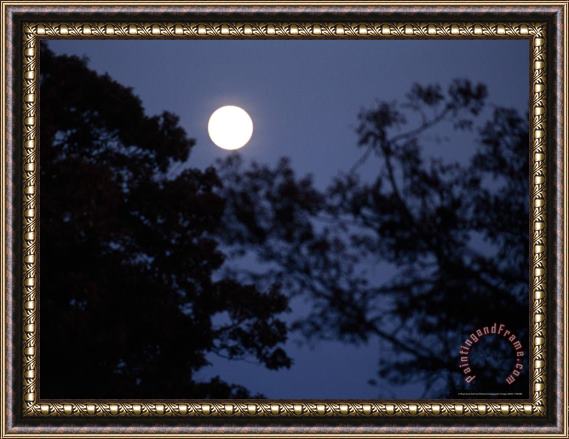 Raymond Gehman Moon Rise Framed by Silhouetted Trees in The Evening Framed Print