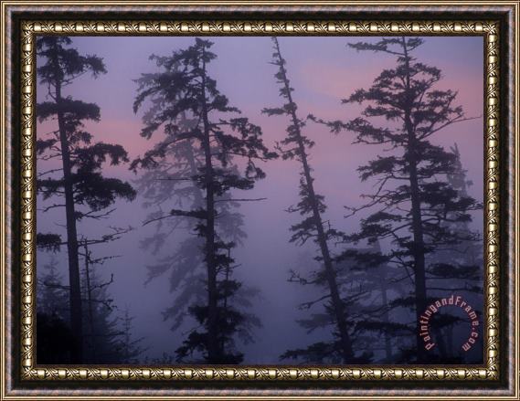 Raymond Gehman Morning Fog Shrouds Silhouetted Evergreen Trees Framed Painting