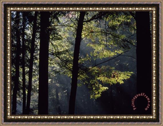 Raymond Gehman Morning Sun Peaks Through Hemlock Trees Along Paint Creek Framed Painting