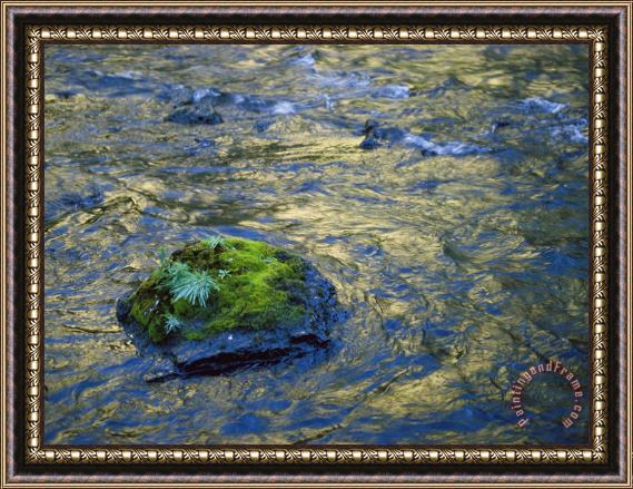 Raymond Gehman Moss Covered Rocks in The Bechler River Yellowstone National Park Framed Painting