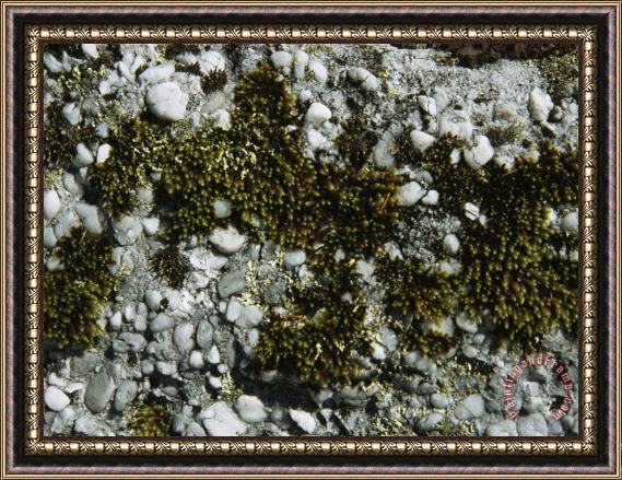 Raymond Gehman Mosses Growing Among Pebbles And Stones Framed Painting