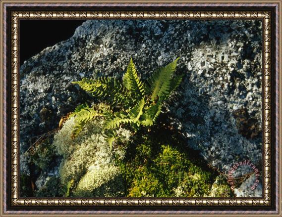 Raymond Gehman Mosses Lichens And Ferns Growing on a Large Rock Granite Framed Print
