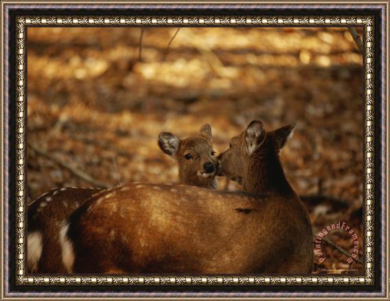 Raymond Gehman Mother And Fawn Sika Deer Framed Print