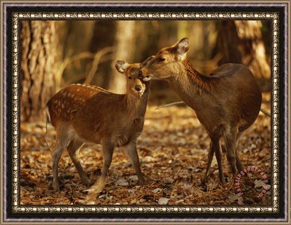 Raymond Gehman Mother And Fawn Sika Deer Framed Painting