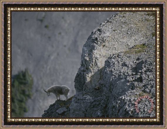Raymond Gehman Mountain Goat Surveys The Landscape From Its Rocky Perch Framed Painting