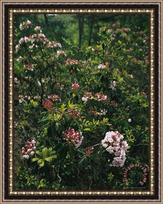 Raymond Gehman Mountain Laurel Blossoms in a Southern Appalachian Woodland Framed Painting