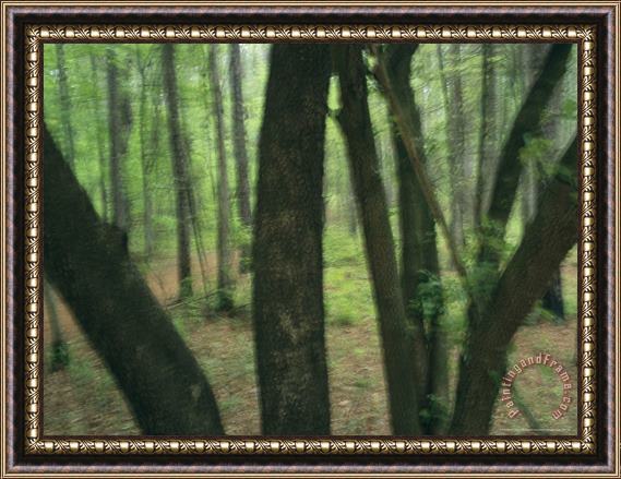 Raymond Gehman Mysterious Looking Woodland View with a Black Cherry Tree Framed Painting