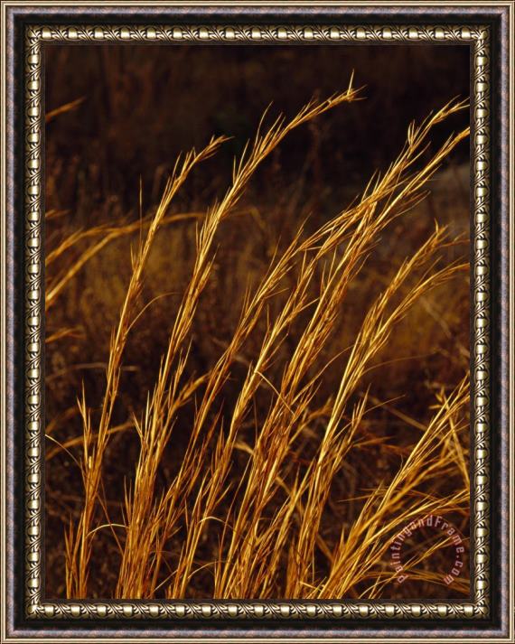 Raymond Gehman Native Grasses Grow in a Sunny Meadow on Top of Lilly Bluff Overlook Framed Painting