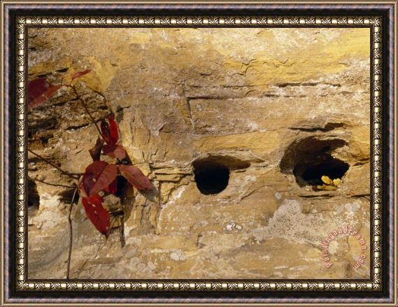 Raymond Gehman Nesting Holes Made in Sandstone by Cliff Swallows Framed Painting