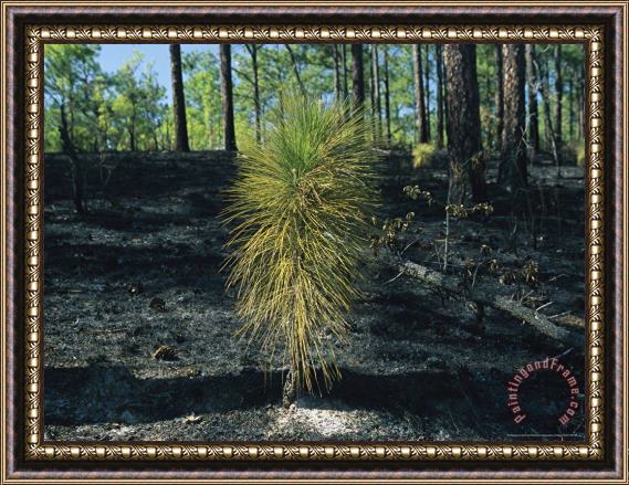 Raymond Gehman New Pine Tree Grows From Scorched Earth After a Fire Framed Print