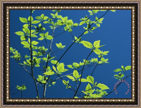 Raymond Gehman New Spring Foliage Leafing Out on a Tree Branch Framed Painting