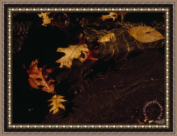 Raymond Gehman Oak And Beech Leaves Swirling in Creek Water Framed Painting