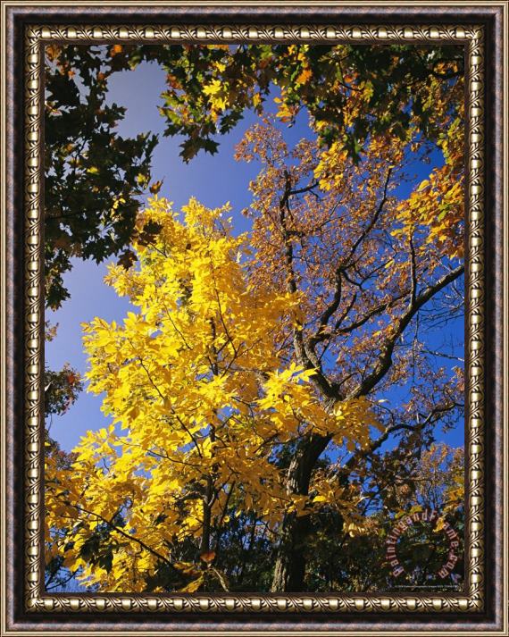 Raymond Gehman Oak Tree in Golden Fall Colors Along The Appalachian Trail Framed Print