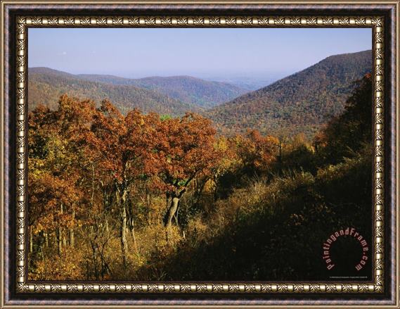 Raymond Gehman Oak Trees on Mountainside at Stony Man Overlook Framed Painting